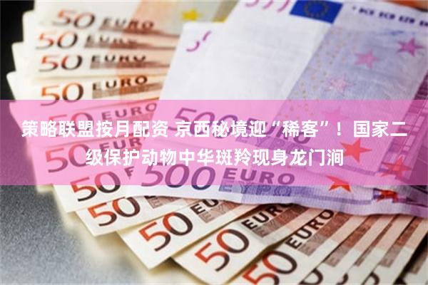 策略联盟按月配资 京西秘境迎“稀客”！国家二级保护动物中华斑羚现身龙门涧
