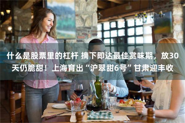 什么是股票里的杠杆 摘下即达最佳赏味期，放30天仍脆甜！上海育出“沪翠甜6号”甘肃迎丰收